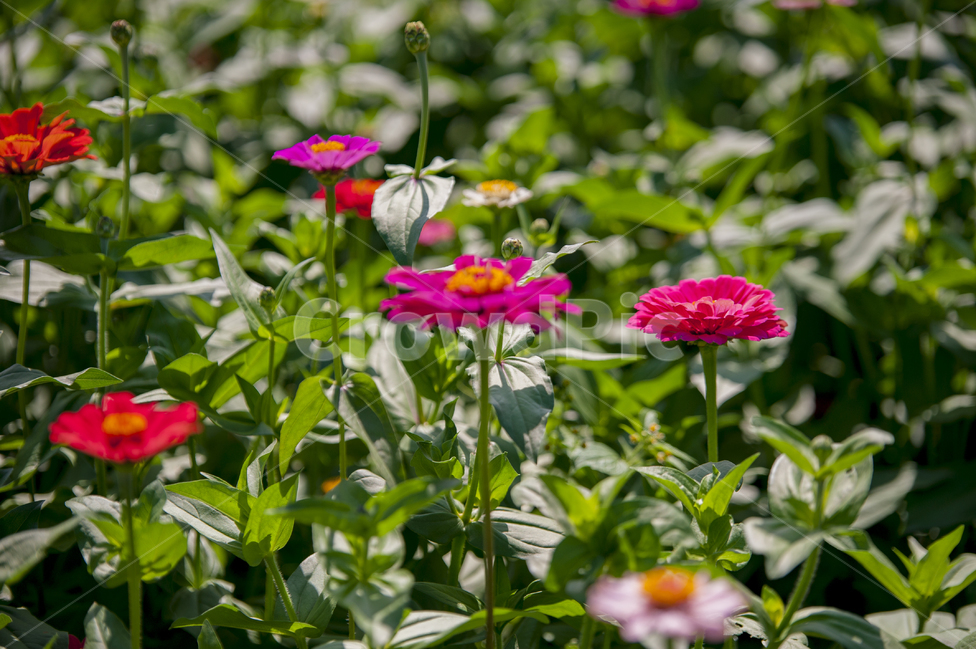 백일홍,꽃,꽃밭,백일초,적색,flower,red,magenta,식물,자연,plants,nature,꽃,flower