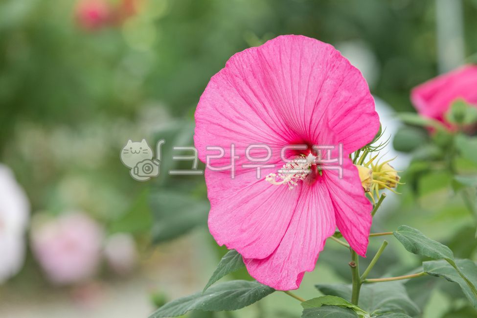 부용,부용화,자주색,꽃잎,부용꽃,꽃,하루살이꽃,관상용,쌍떡잎식물,낙엽관목,초록색,잎,식물,자연,여름,flower,petal,leaf,plant,nature,summer,confederaterose,hibiscusmutabilis,red,purple,green,outdoors