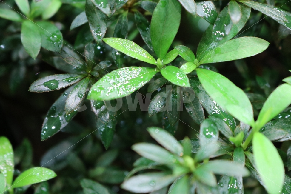 순천,순천만국립정원,캐논750d,풀,정원,식물,자연,plants,nature