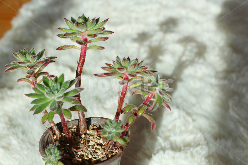 fleshyplant,다육이,화분,그림자,다육식물,실내용화초,화분,화초,house plant