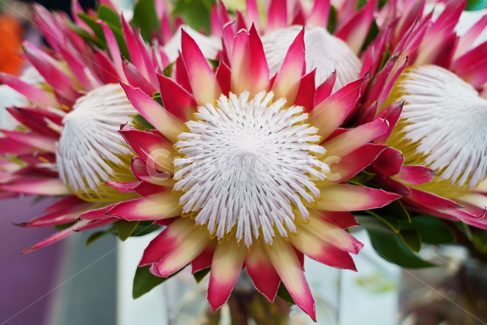 꽃,꽃박람회,플라워,flower,예쁜꽃