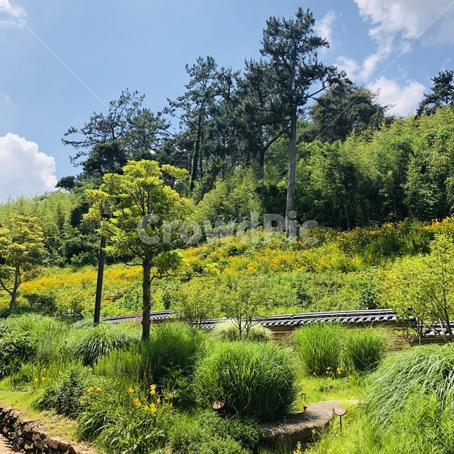 tree,나무,식물,plant,풍경