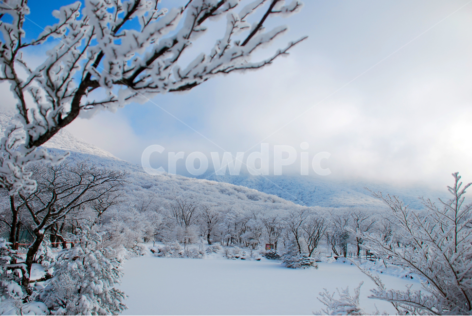 제주도,어리목,겨울,눈,한라산,겨울,계절,winter,season,자연,풍경,nature,landscape,한국자연풍경,한국자연경관,korea nature landscape,제주도,jeju,jeju island,tree,나무,plant,식물,fir,전나무,abies,아비