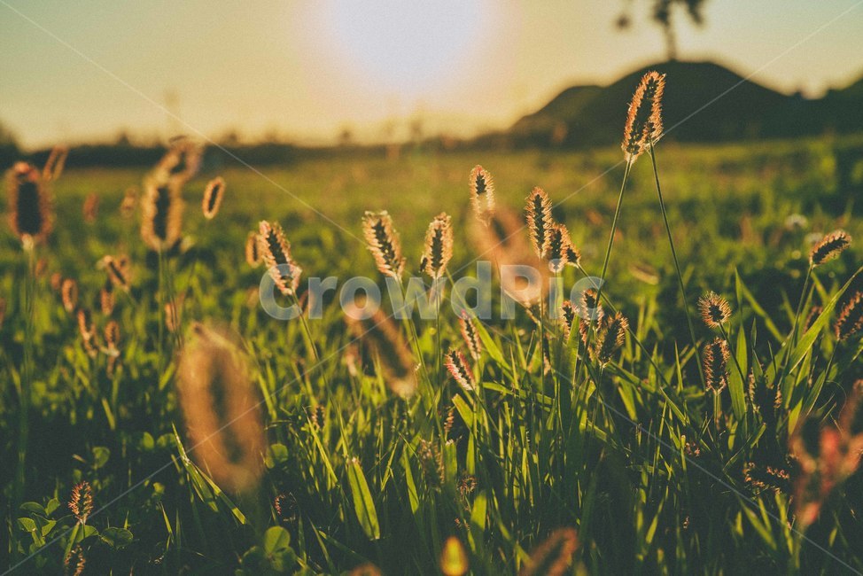 가을,노을,해질녘,자연,감성,sunset,가을,계절,fall,autumn,season,grass,잔디,plant,식물,field,들,outdoors,옥외,grassland,목초지,nature