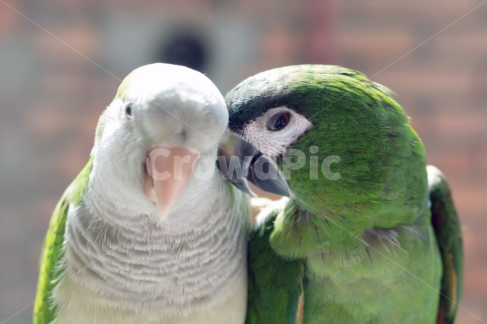 앵무새,봄,동물,조류,한스마카우,퀘이커,PARROT,MACAW,QUAKER,SPRING,동물,animal,조류,새,birds