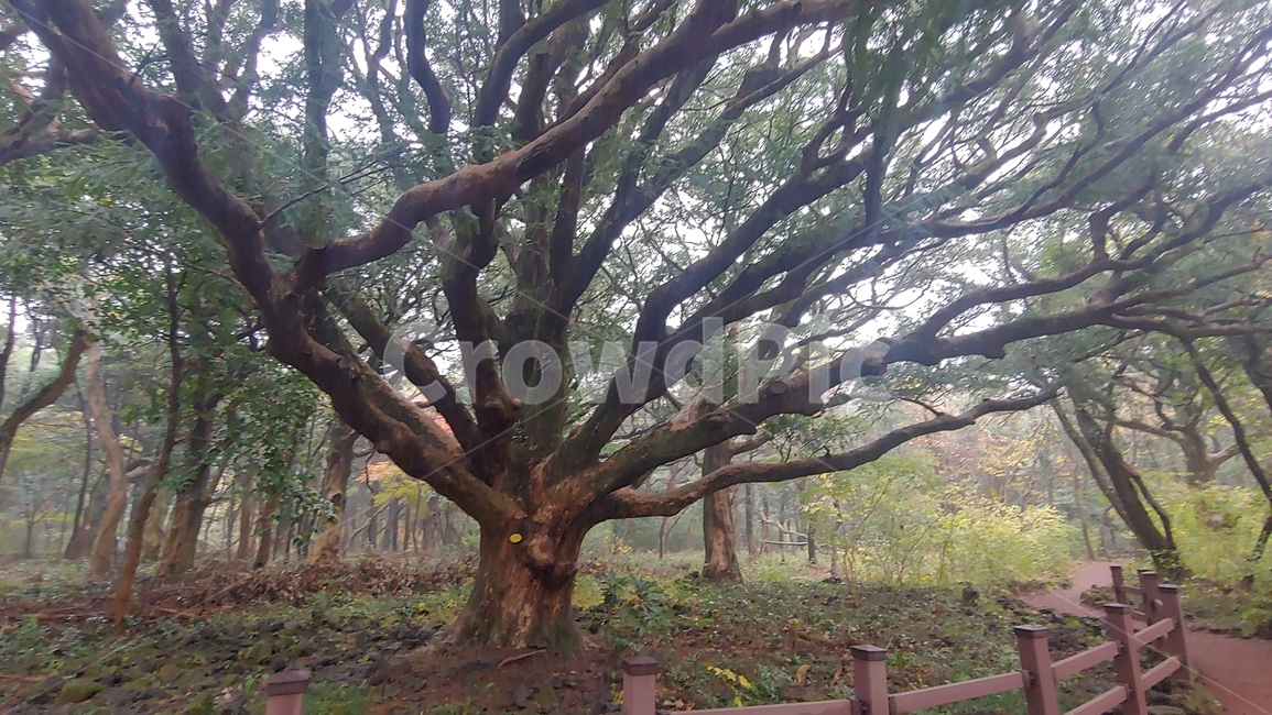 제주도,비자림,비자숲길,힐링,자연휴양림,tree,나무,plant,식물,treetrunk,나무줄기