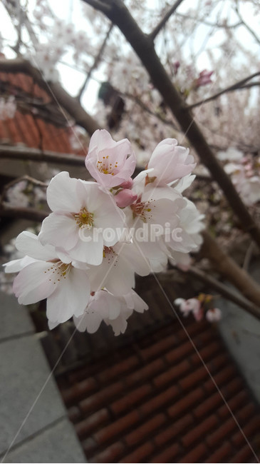 꽃,flower,근접,생화,야생화