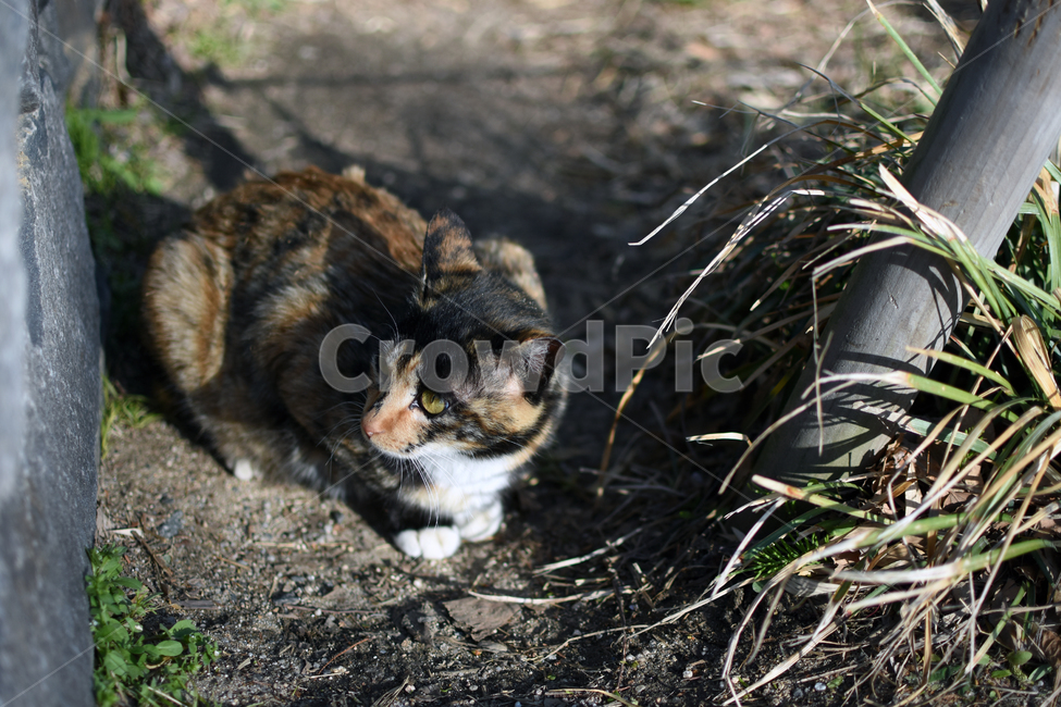 고양이,일상,공원,서울숲,개냥이,동물,animal,포유류,mammal,고양이,cat,kitten,kitty