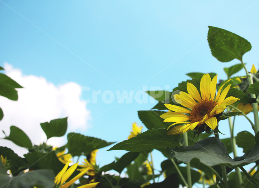 해바라기,해바라기밭,꽃,하늘,flower,식물,노란꽃,여름,계절,summer,season,식물,자연,plants,nature,꽃,flower