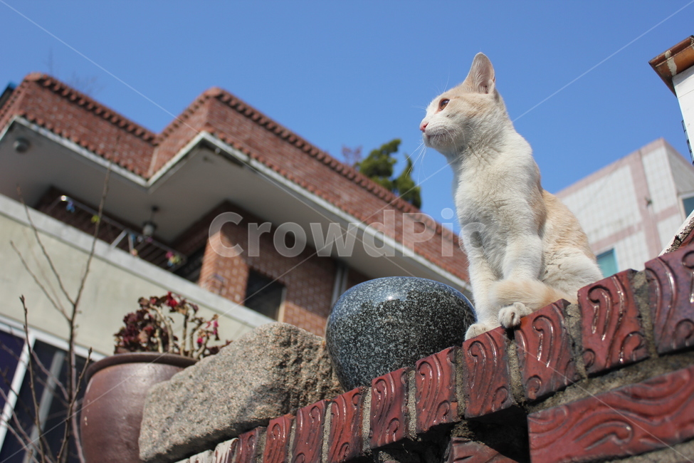 고양이,cat,길냥이,길고양이,야옹이,동물,animal,포유류,mammal,고양이,cat,kitten,kitty