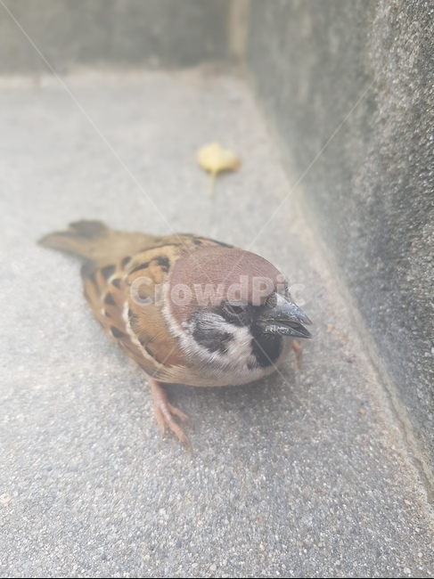 참새,새,근접촬영,bird,동물,sparrow,동물,animal,조류,새,birds