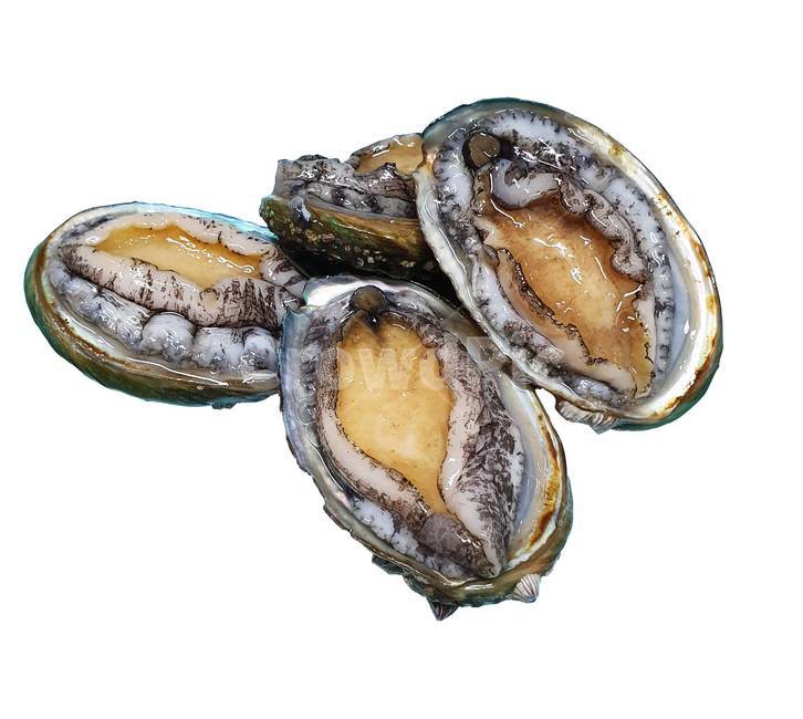 전복,abalone,해산물,seafood,연체동물,바다,활전복,완도,완도전복,음식,식재료,요리,food,cook,meal,dishes,food reserves