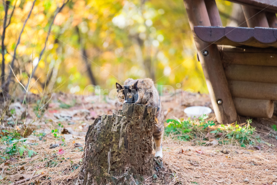 고양이,cat,길고양이,냥이,냥냥이,동물,animal,포유류,mammal,고양이,cat,kitten,kitty