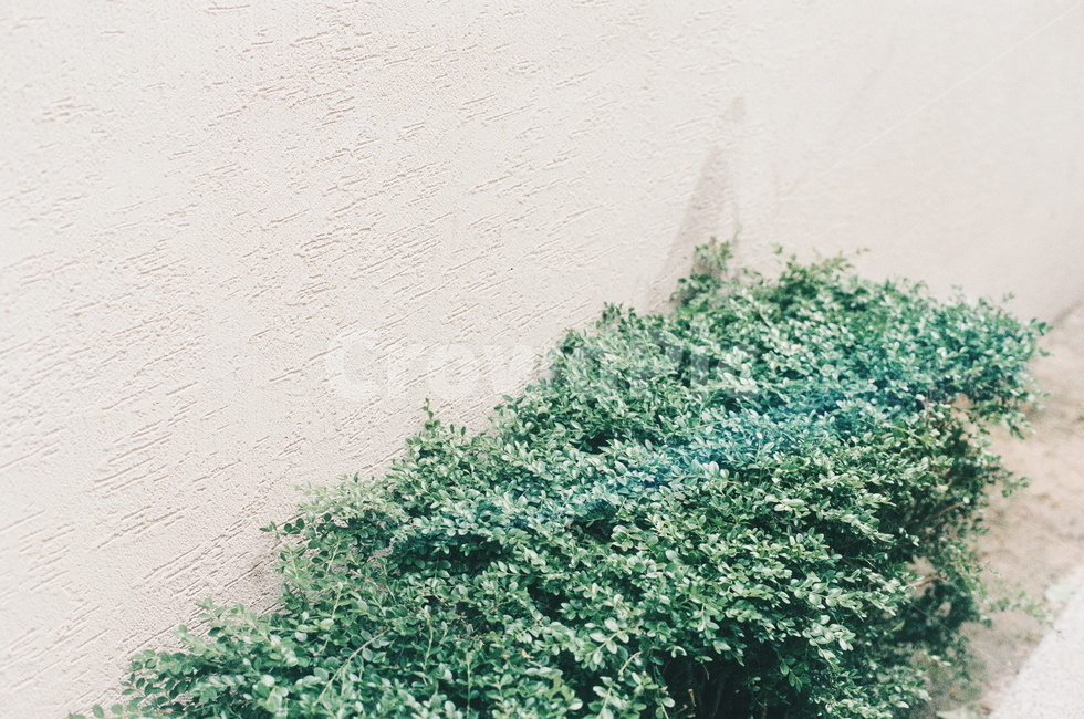 공원,식물,초록,봄,감성,나들이,식물,자연,plants,nature