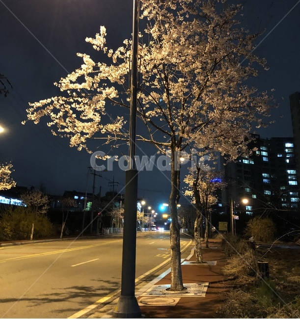 벚꽃,봄,풍경,밤,거리