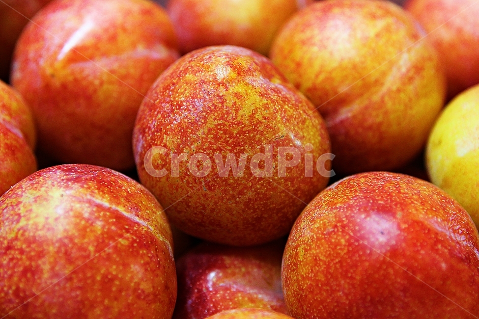 자두,빨강,수확,싱싱한,과일,음식,식재료,요리,먹거리,가을,추수,과일,열매,fruit