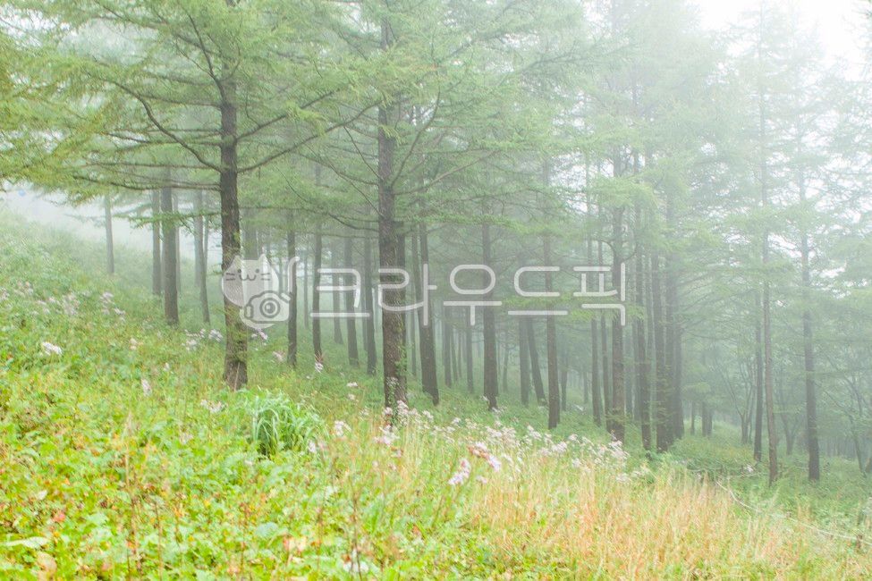 만항재,태백,야생화축제,천상의화원,천상화원,함백산만항재,야생화,안개,산상의화원,하늘숲정원