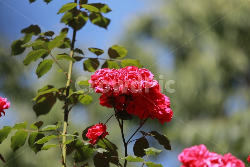 꽃,야생화,여름,장미,flower,식물,자연,plants,nature,꽃,flower