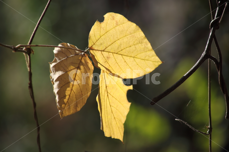 단풍,칡,잎,kudzuvine,leaf,칡잎,칡덩굴,가을,계절,fall,autumn,season,식물,자연,plants,nature,veins,정맥,plant