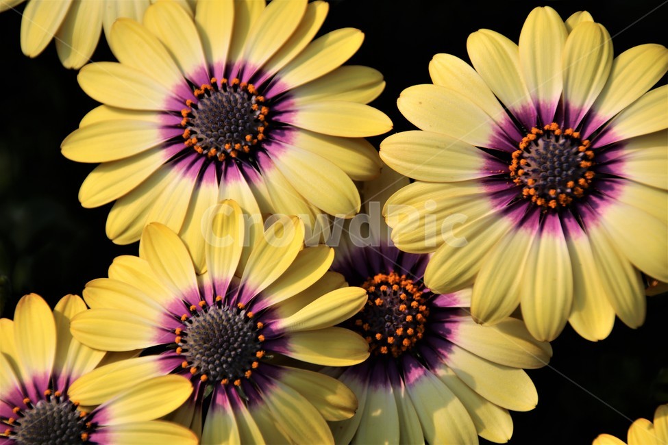 봄내음,봄꽃,노랑꽃,꽃술,노란,식물,자연,plants,nature,꽃,flower