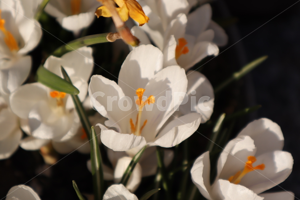 plant,blossom,flower,꽃,식물