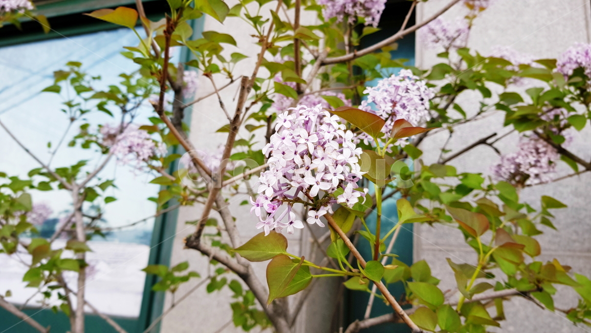 라일락,꽃,컬러풀,화단,정원