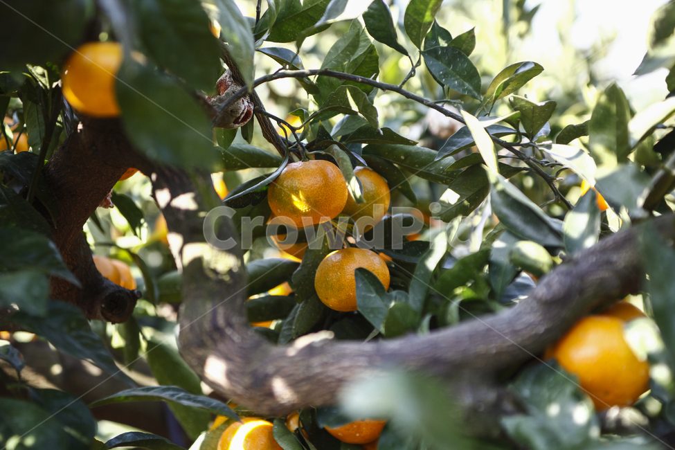 귤,감귤,귤밭,제주도,제주,과일,음식,밀감,귤나무,tangerine,jeju,fruit,열매,시트러스,자연,식물,나무,tree,과일,열매,fruit