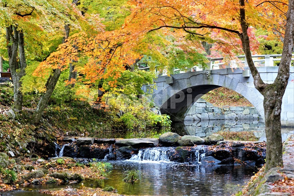 가을,단풍,나무,자연,식물,풍경,노란색,초록색,낙엽,trees,nature,autumn,yellow,green,season,자연풍경,계절,감성,다리,계곡물,그림자,주황색,가을,계절,fall,autumn,season,자연,풍경,nature,landscape,한국자연풍경,한국자연경관,korea nature landscape,water,물,outdoors,옥외
