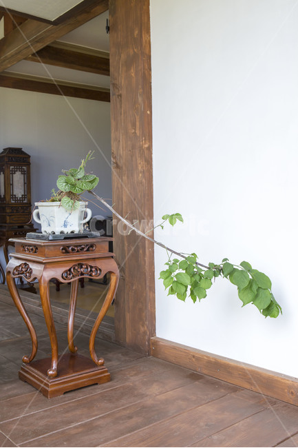 분재,감성,정물,가구,실내장식,한국전통,한국문화,korean traditional,korean culture,식물,자연,plants,nature,실내용화초,화분,화초,house plant,인테리어,실내디자인,interior design