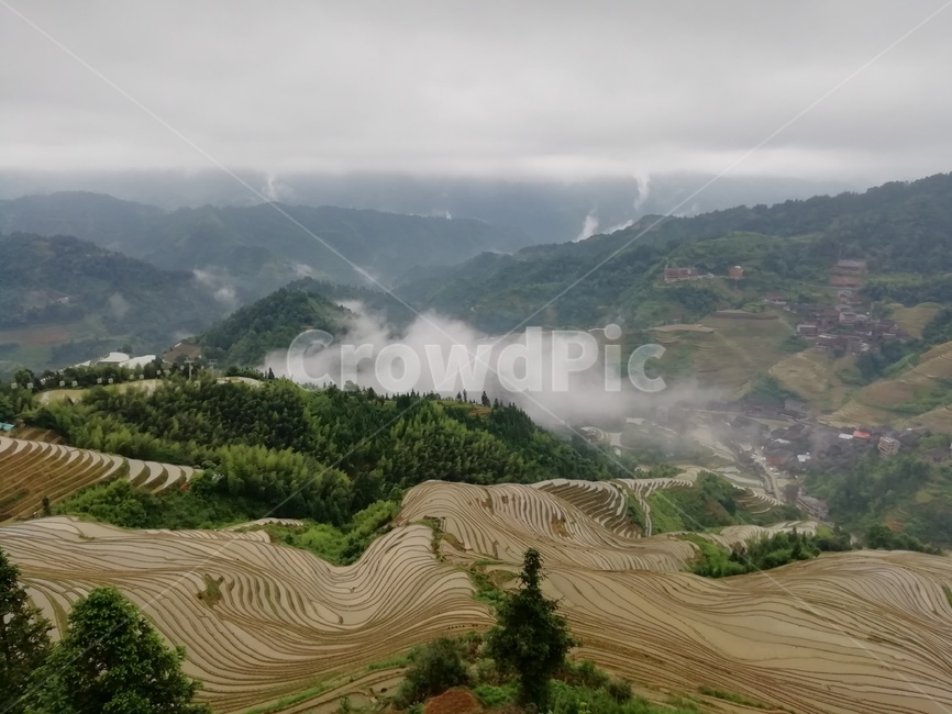 다락논,라이스필드,금갱대채,금불정,계림,용적제전,다랭이논,농업,농사,agriculture,farming,farming industry
