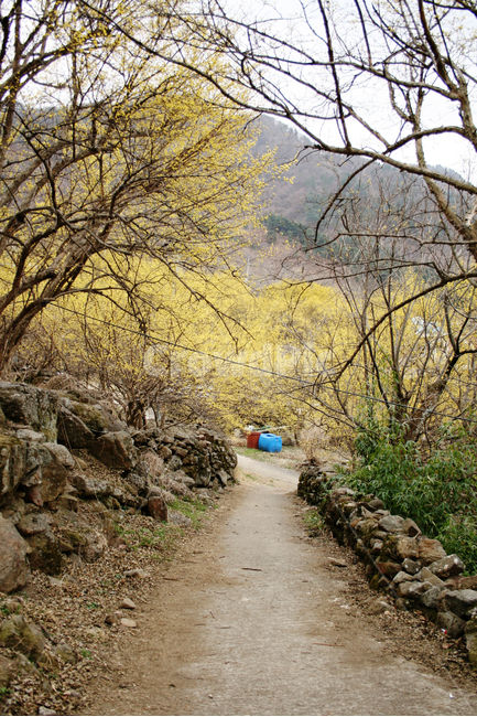 산수유,봄,봄날,봄꽃,꽃,노란색,감성,spring,flower,봄길,풍경,봄,계절,spring,season,자연,풍경,nature,landscape,한국자연풍경,한국자연경관,korea nature landscape,ground,바닥,dirt road,흙길,gravel,자갈,road,도로