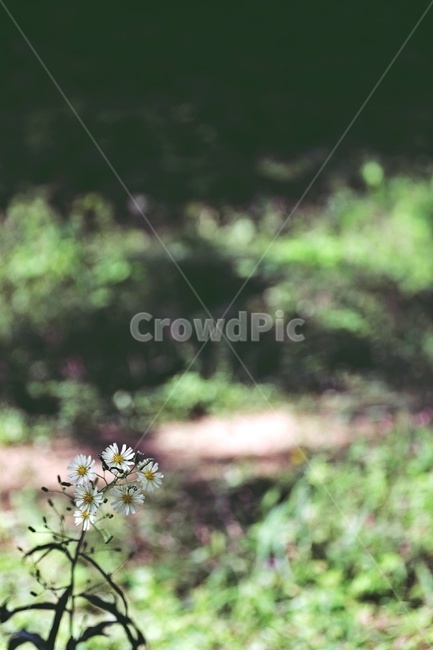 산책로,들꽃,자연,flower,wildflower,nature,trail,green,식물,자연,plants,nature,꽃,flower