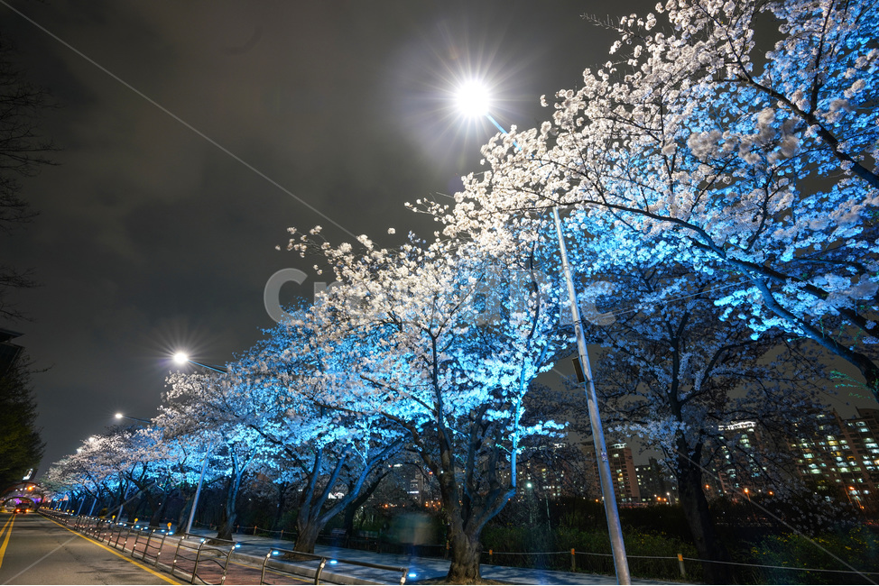 여의도,윤중로,벚꽃축제,벚꽃길,벚꽃,CherryBlossom,야경,야화,nightview,natural,landscape,식물,봄,배경,자연,서울벚꽃,서울명소,힐링,spring,하얀꽃,splendor,화사,flowers,나무,trees,wood,축제,봄,계절,spring,season,야경,밤,풍경,nightscape,night,landscape,도시,city,한국도시풍경,한국도시경관,korea cityscape,flare,플레어,light,빛,asphalt,아스팔트