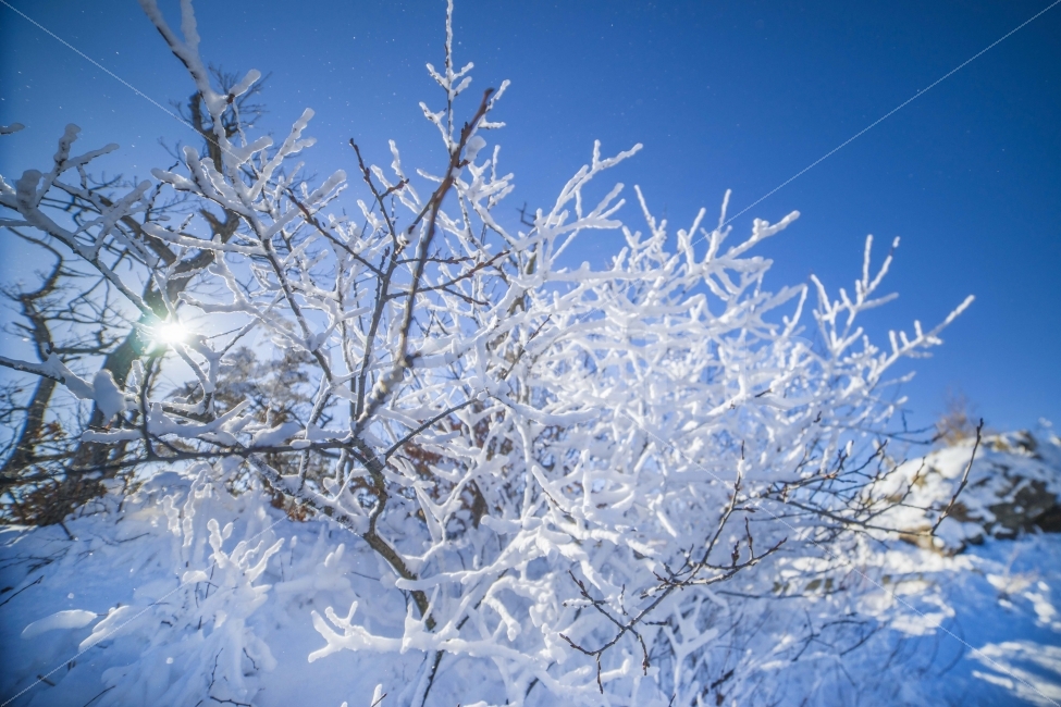 겨울,눈꽃,상고대,무주,덕유산,식물,자연,plants,nature,풍경,landscape,겨울,계절,winter,season,outdoors,옥외,snow,눈