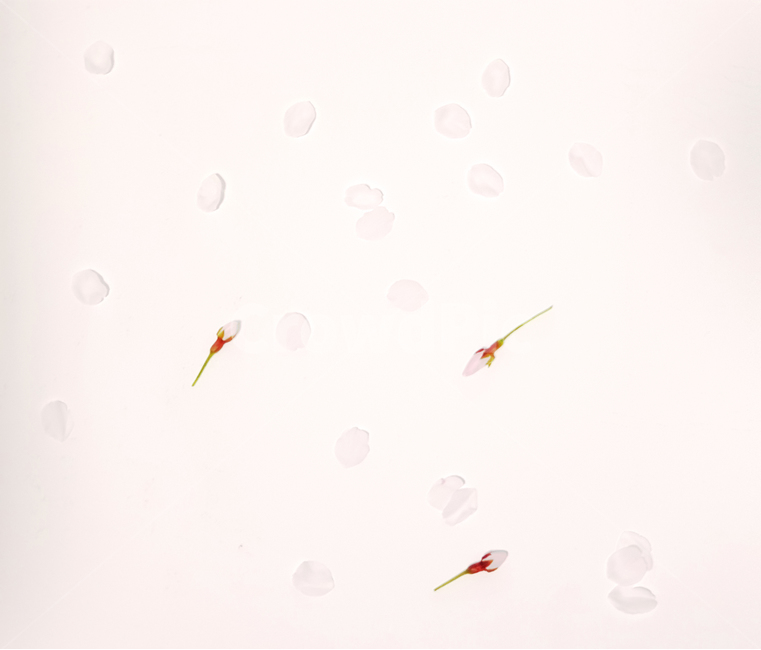 벚꽃,꽃잎,봄,계절,식물,자연,잎사귀,컨셉,배경,핑크,예쁜,감성,분홍,따스한,따뜻한,패턴,누끼,흰배경,봄,계절,spring,season,꽃,flower