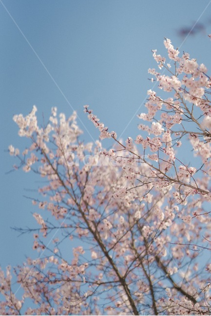 꽃,봄,벚꽃,설렘,사랑,연애,데이트,봄,계절,spring,season,식물,자연,plants,nature,꽃,flower,plant,blossom