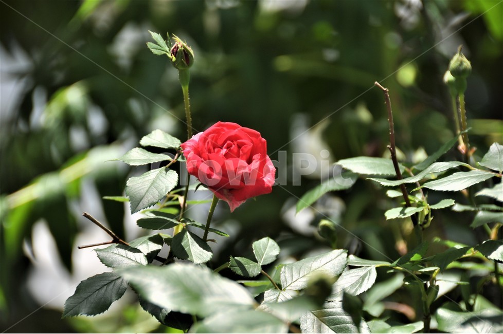 꽃,자연,식물,봄,장미,식물,자연,plants,nature,꽃,flower