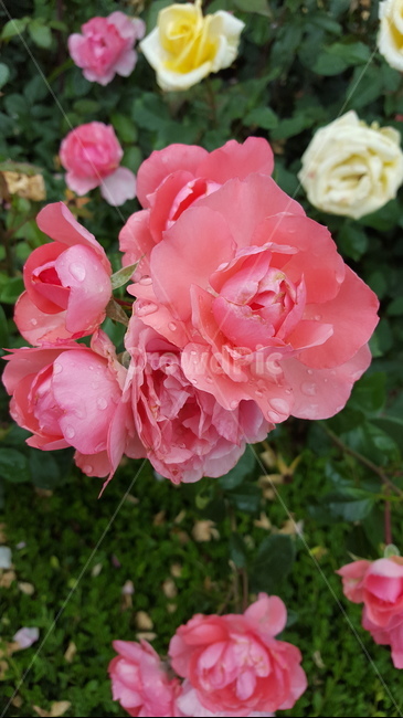 이슬,핑크색,장미,꽃,화원,plant,flower,식물,자연,plants,nature,꽃,flower