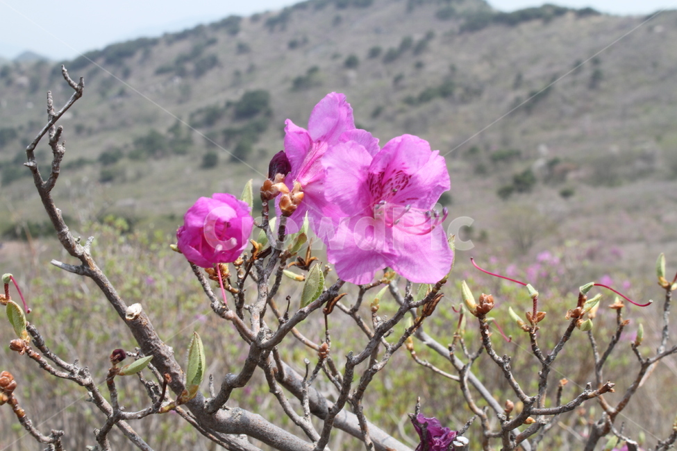 진달래,꽃,봄꽃,두견화,식물,봄,계절,spring,season,식물,자연,plants,nature,꽃,flower,blossom,geranium,제라늄,plant