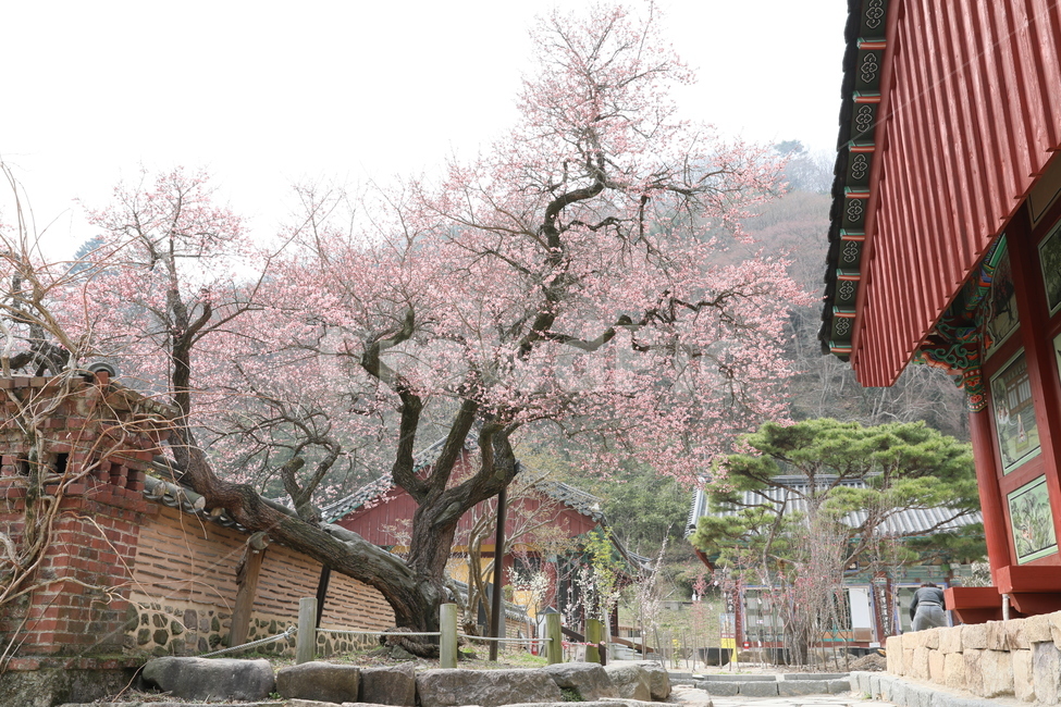 식물,flower,plant,매화,백양사,blossom,사찰