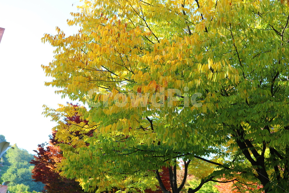 나무,단풍,식물,자연,가을,느티나무,가을,계절,fall,autumn,season,tree,plant,maple