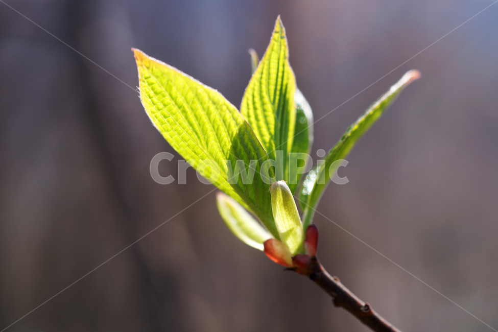 싹,새싹,봄,계절,식물,자연,잎