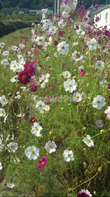 가을,코스모스,꽃,식물,flower,식물,자연,plants,nature,꽃,flower