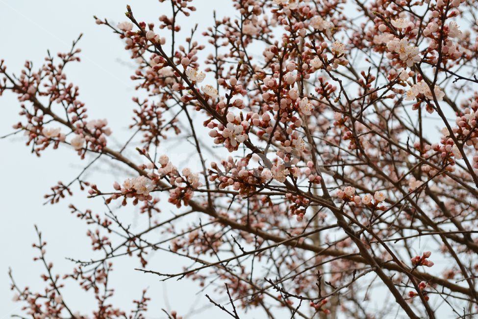 벚꽃,봄,꽃,벚나무,봄꽃,cherryblossom,spring,flower,식물,자연,plants,nature,꽃,flower