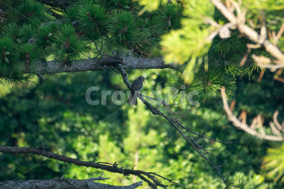 bird,조류,탐조,텃새,철새,새,동물,animal,조류,새,birds