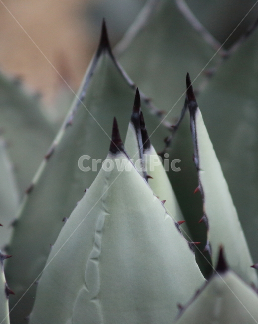 길상천,선인장,가시,agaveparryiv,plant,식물,자연,plants,nature