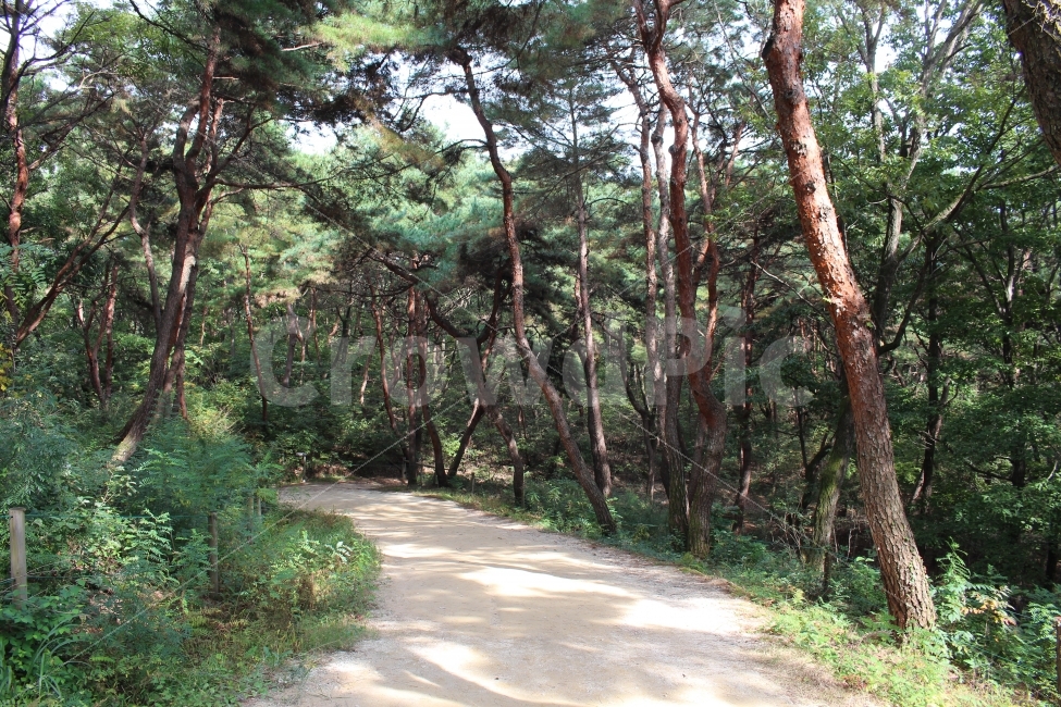 여주,효종,영릉,왕의숲길,가을,산책,자연,풍경,nature,landscape,한국자연풍경,한국자연경관,korea nature landscape,식물,plants,나무,trees,wood,path,통로,trail,꼬리