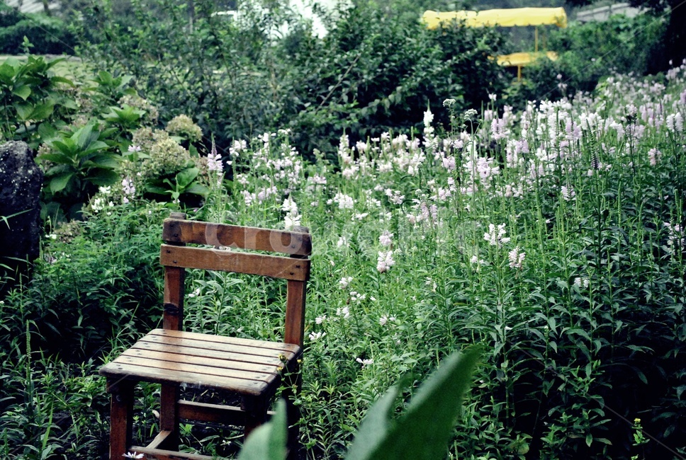 의자,꽃,정원,휴식,자연,chair,flower,garden,rest,nature,감성,sensible,feeling,사물,물건,오브젝트,thing,object,matter