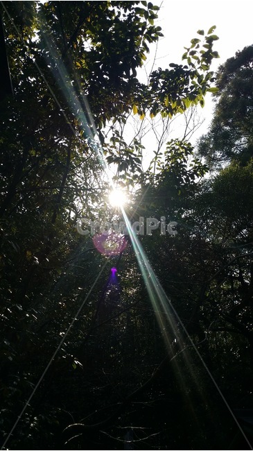 해,햇빛,태양,나무,자연,풍경,sun,sunshine,tree,nature,scenery,hi,hizashi,taiyou,ki,huukei,자연,풍경,nature,landscape,flare,플레어,light,빛