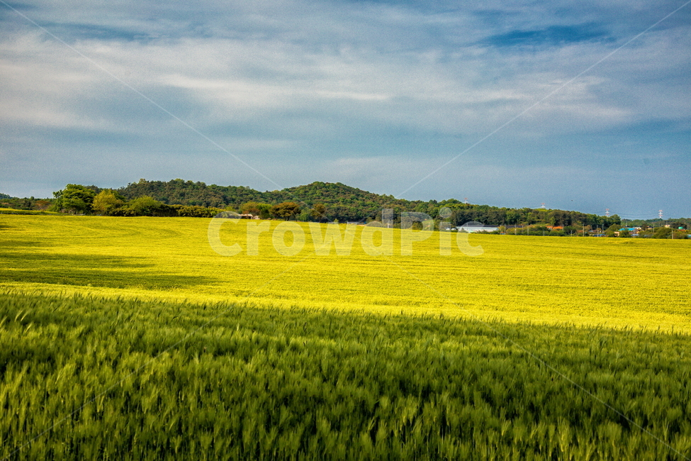 청보리,청보리밭,보리,풍경,landscape,고창청보리밭,봄,자연,풍경,nature,landscape,산업,industry,industrial,농업,농사,agriculture,farming,farming industry,field,들,outdoors,옥외,grassland,목초지